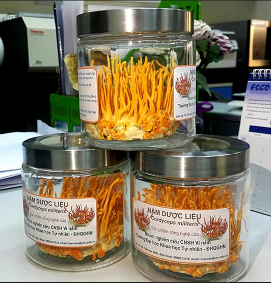 Công nghệ lai tạo các chủng nấm dược liệu Cordyceps militaris năng suất cao, không bị thoái hóa trong quá trình sản xuất, chứa hàm lượng cao các hoạt chất sinh học